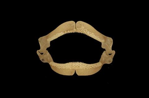 Raja, jaws, adult, labial view