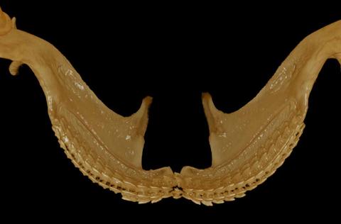 Squalus acanthias_upper jaw_lingual view
